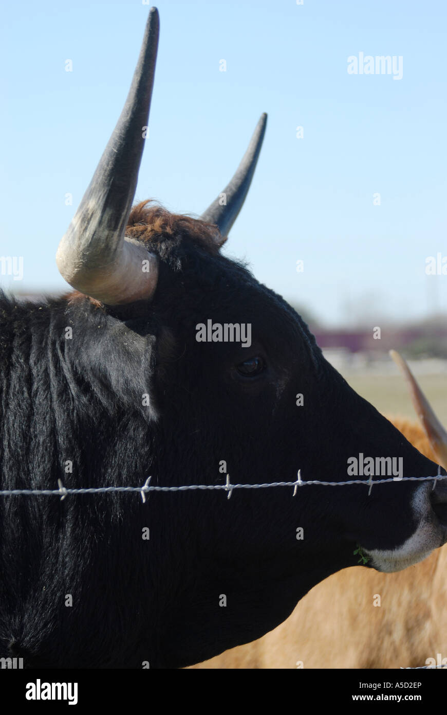 Gros plan d'une vache de tête Banque D'Images