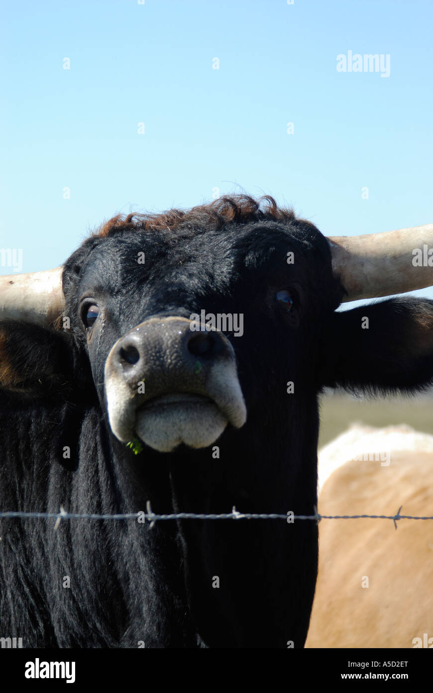 Gros plan d'une vache de tête Banque D'Images