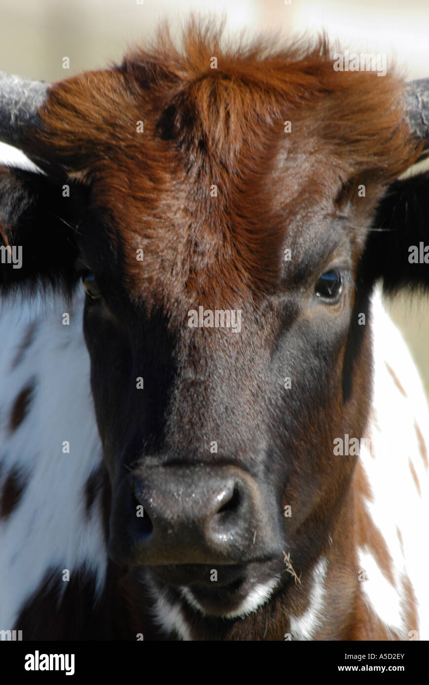 Gros plan d'une vache de tête Banque D'Images