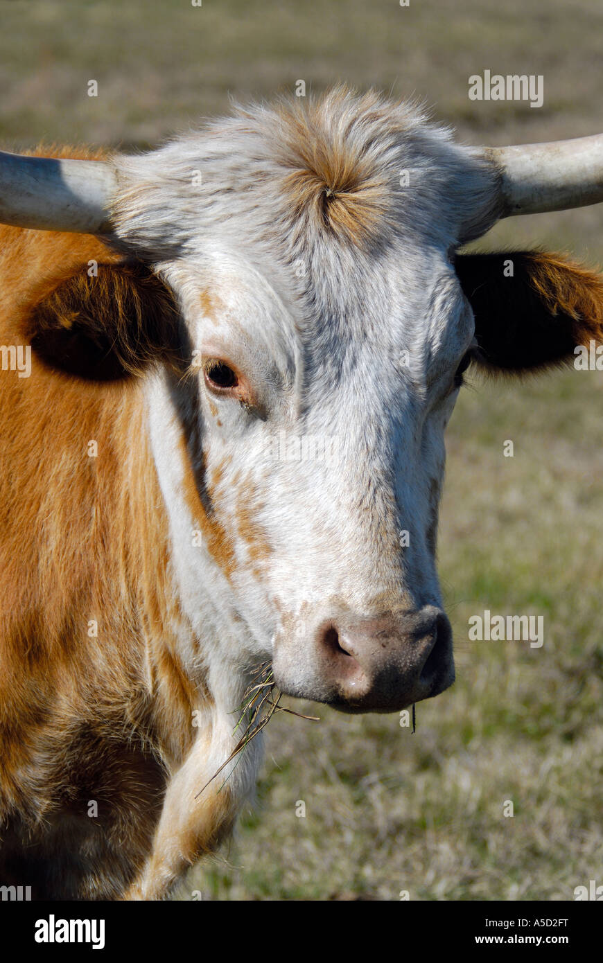 Gros plan d'une vache de tête Banque D'Images