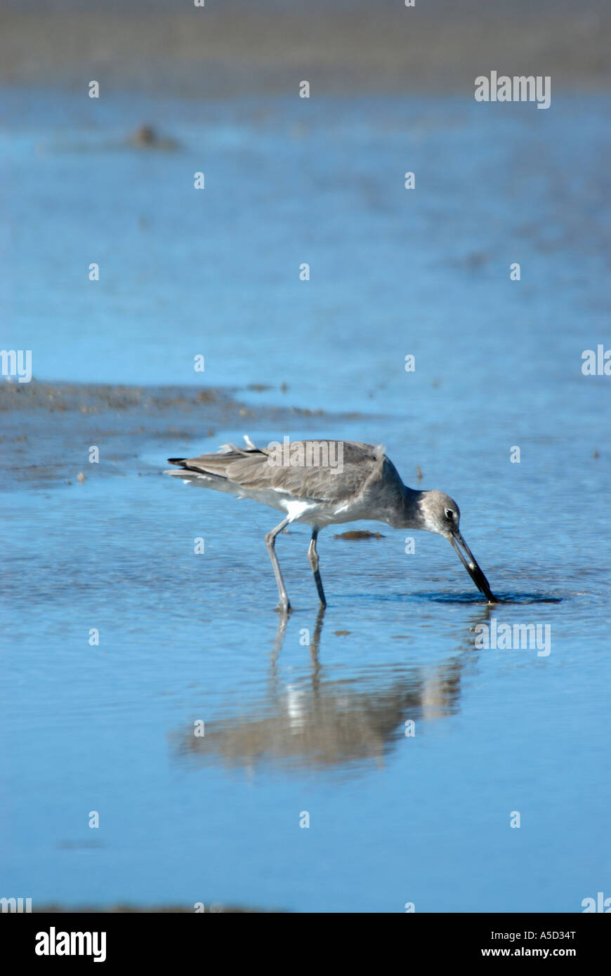 Courlis marchant sur le sable Banque de photographies et d’images à haute résolution Alamy