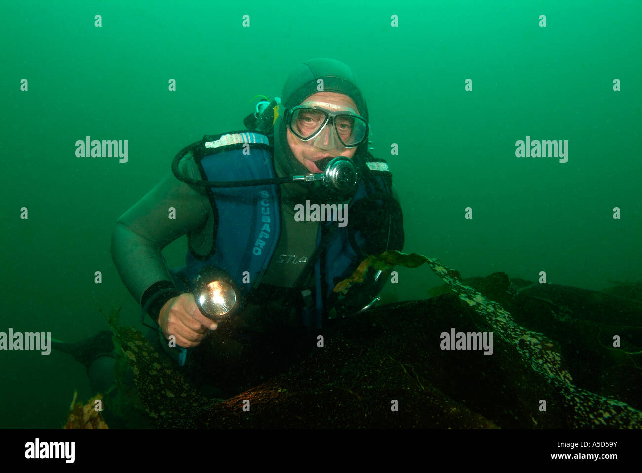 Plongeur avec une lampe de plongée natation en Bretagne Banque D'Images