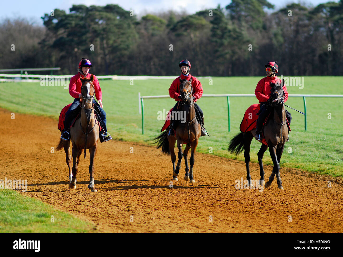 La formation de chevaux de course à Newmarket, Suffolk, Angleterre Banque D'Images