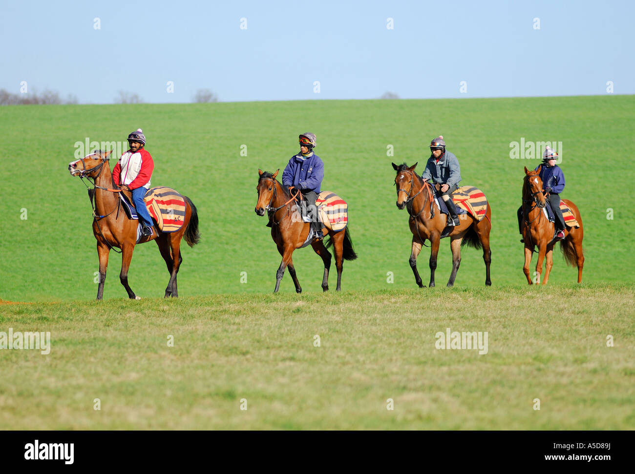 La formation de chevaux de course à Newmarket, Suffolk, Angleterre Banque D'Images
