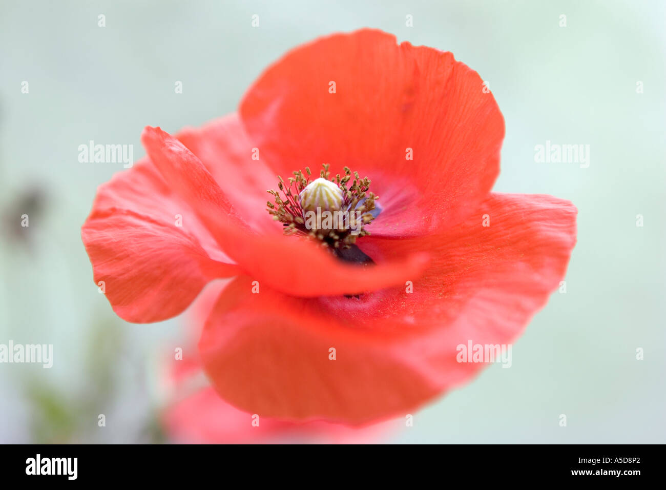 Fleur rouge coquelicot Banque D'Images