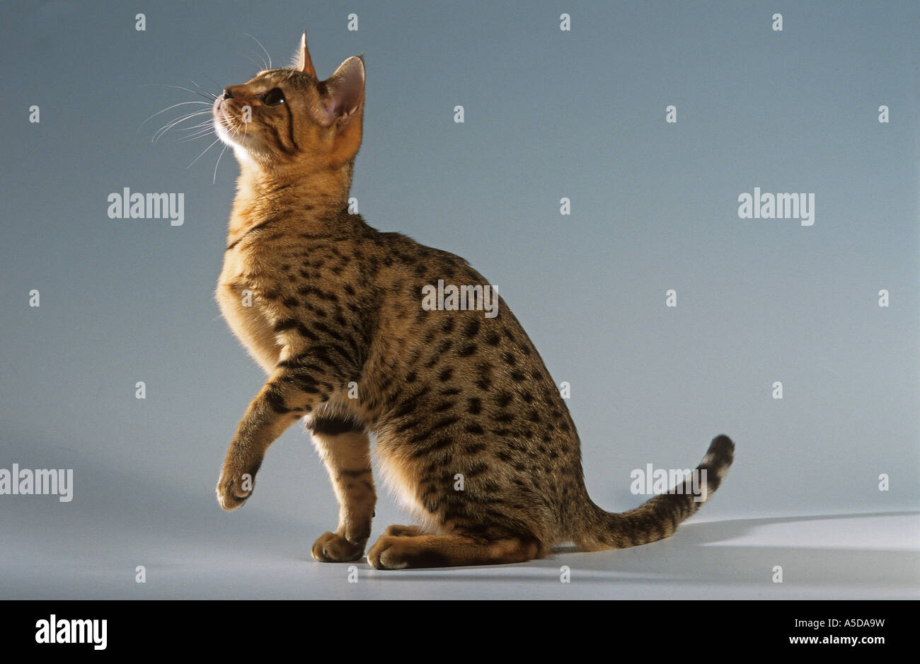 Bengal Cat - sittting - cut out Banque D'Images