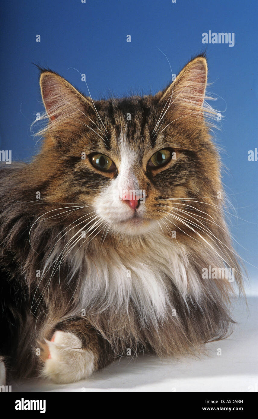 Chat norvégien - portrait Banque D'Images