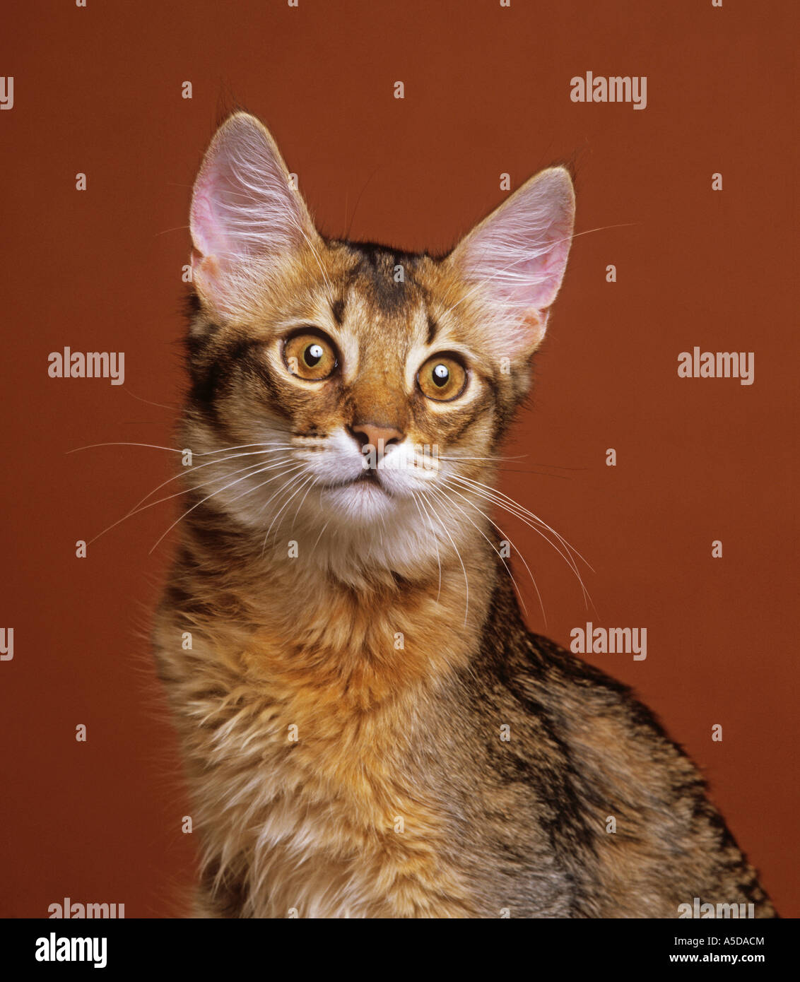 Somali Cat - portrait Banque D'Images