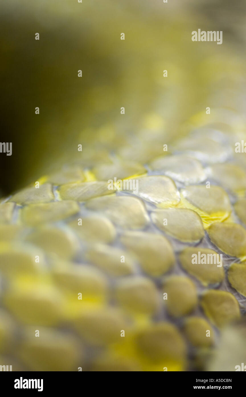 Close up stock photo des écailles d'un serpent Banque D'Images