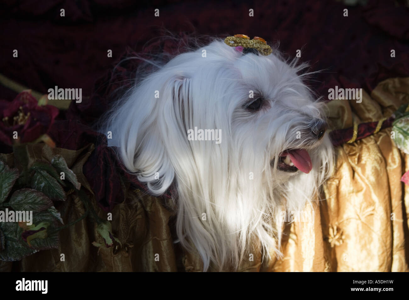 Chien au carnaval de Venise, Italie 2007 Banque D'Images