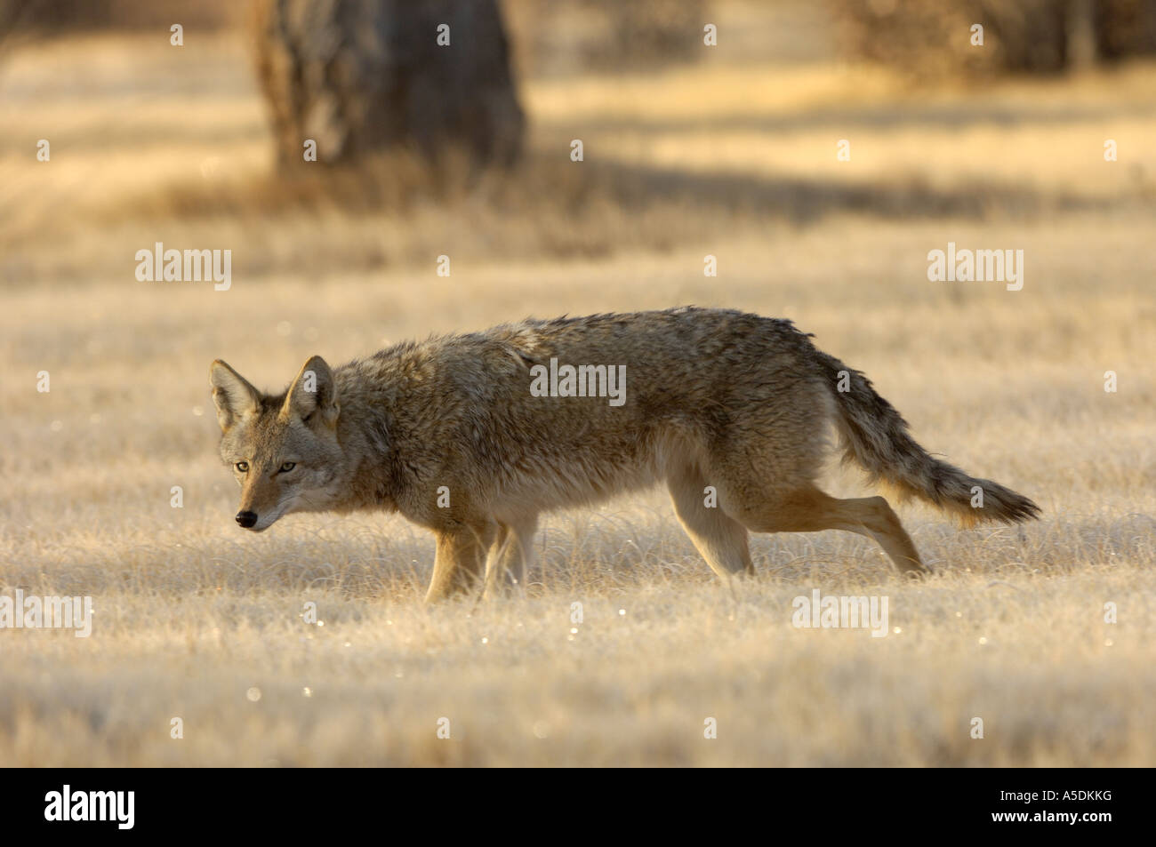 Coyote Canis latrans Nouveau Mexique USA Banque D'Images