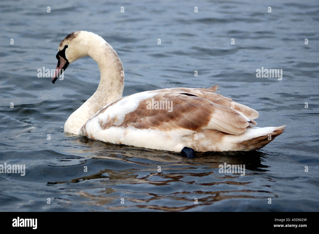 Cygne tuberculé juvénile nager sur un lac Banque D'Images