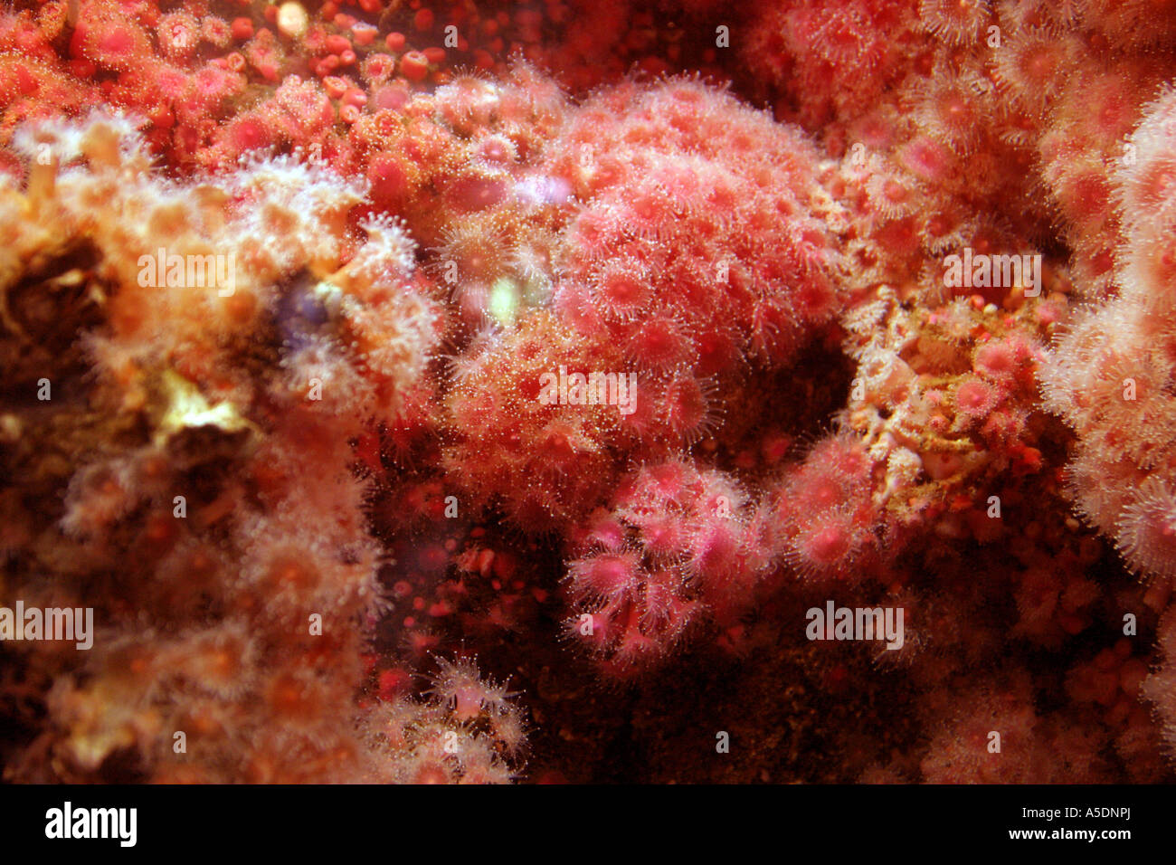 Les anémones de mer sur un récif de corail, Banque D'Images