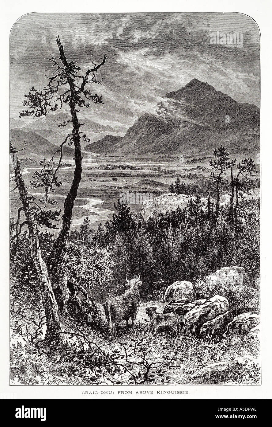 Craig dhu kinguissie mountain valley tree river valley forest Highland cattle Ecosse Écosse Scottish UK GB Royaume-Uni Grand Banque D'Images