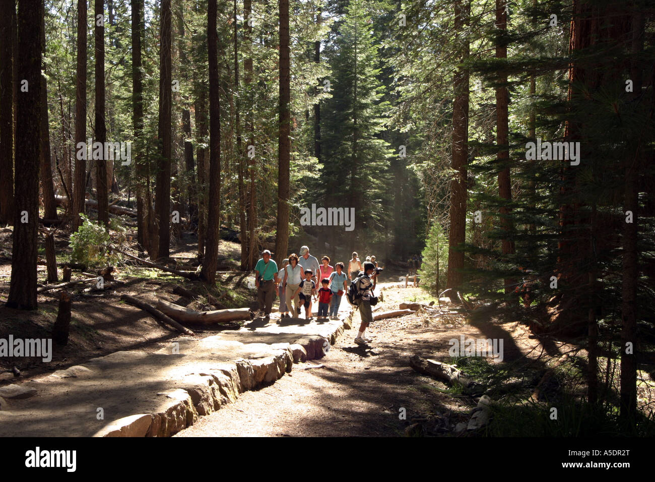 Promenez-vous dans les bois ; Une famille marchant à travers les arbres dans le parc national de Yosemite, Californie, États-Unis Banque D'Images
