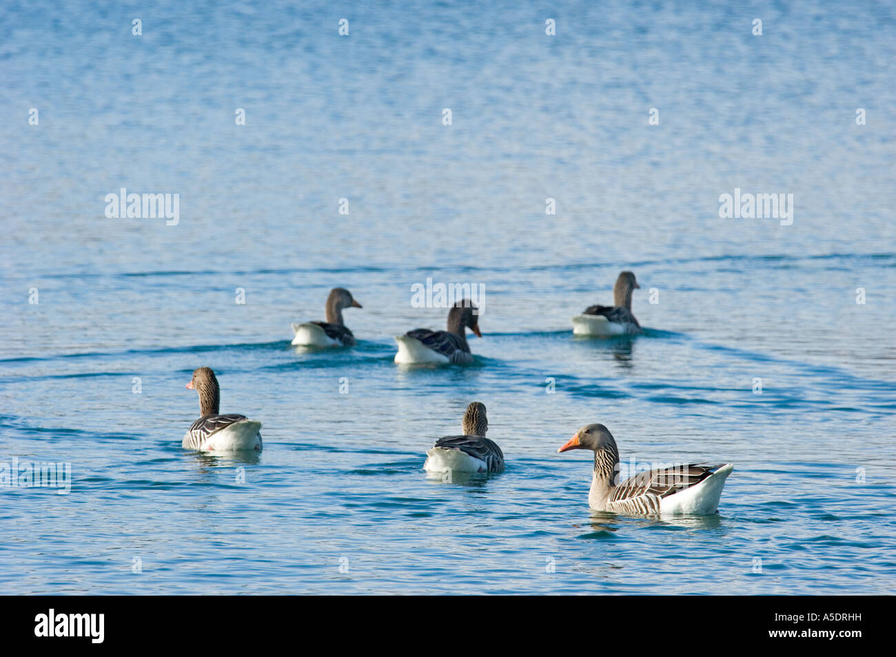 Wild Geese goose à terre printemps printemps dans l'eau de bassin de la rivière au bord de l'eau beaucoup de lots riverside Banque D'Images