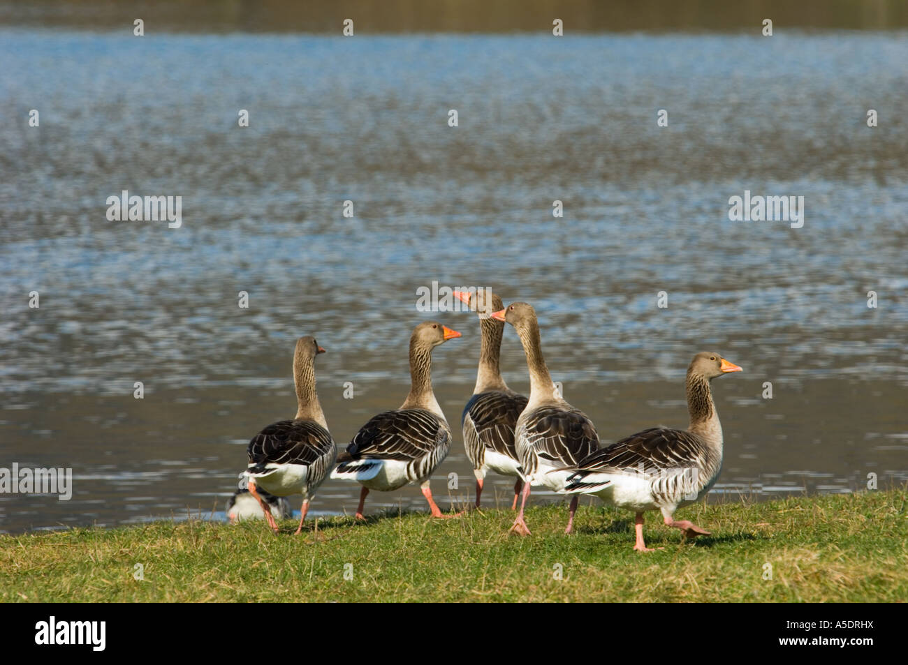 Wild Geese goose à terre printemps printemps au bord de l'eau du bassin de la rivière La rivière beaucoup beaucoup beaucoup Banque D'Images