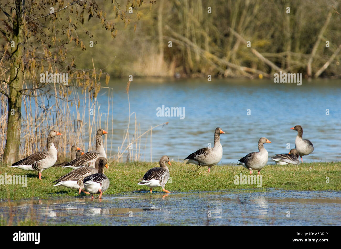 Wild Geese goose à terre printemps printemps au bord de l'eau du bassin de la rivière La rivière beaucoup beaucoup beaucoup Banque D'Images