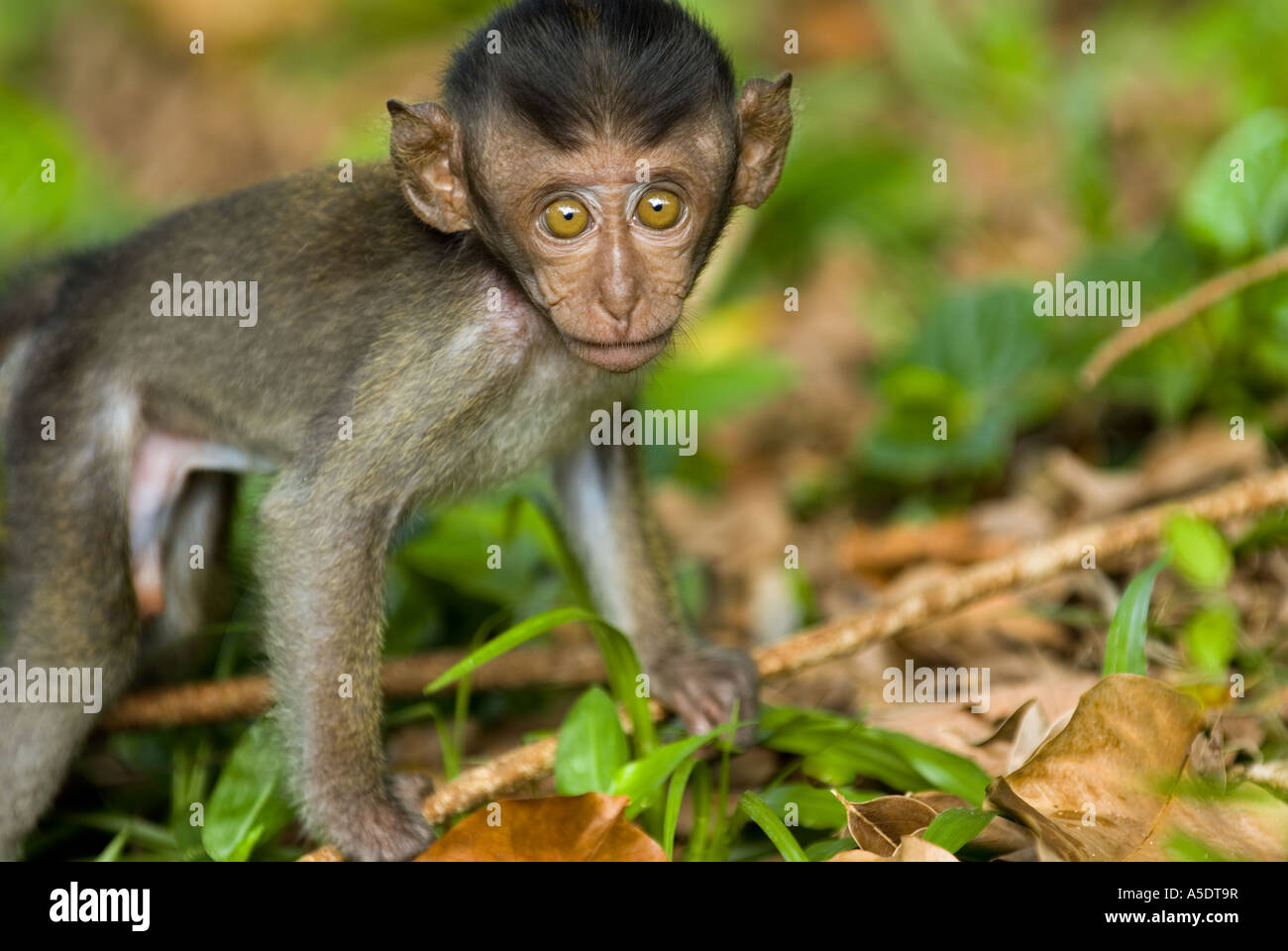 Jeune Jeune Macaque Macaca sauvage barbarie singe macaque monkey à l'extérieur piscine en plein air à la recherche de Singapour Banque D'Images