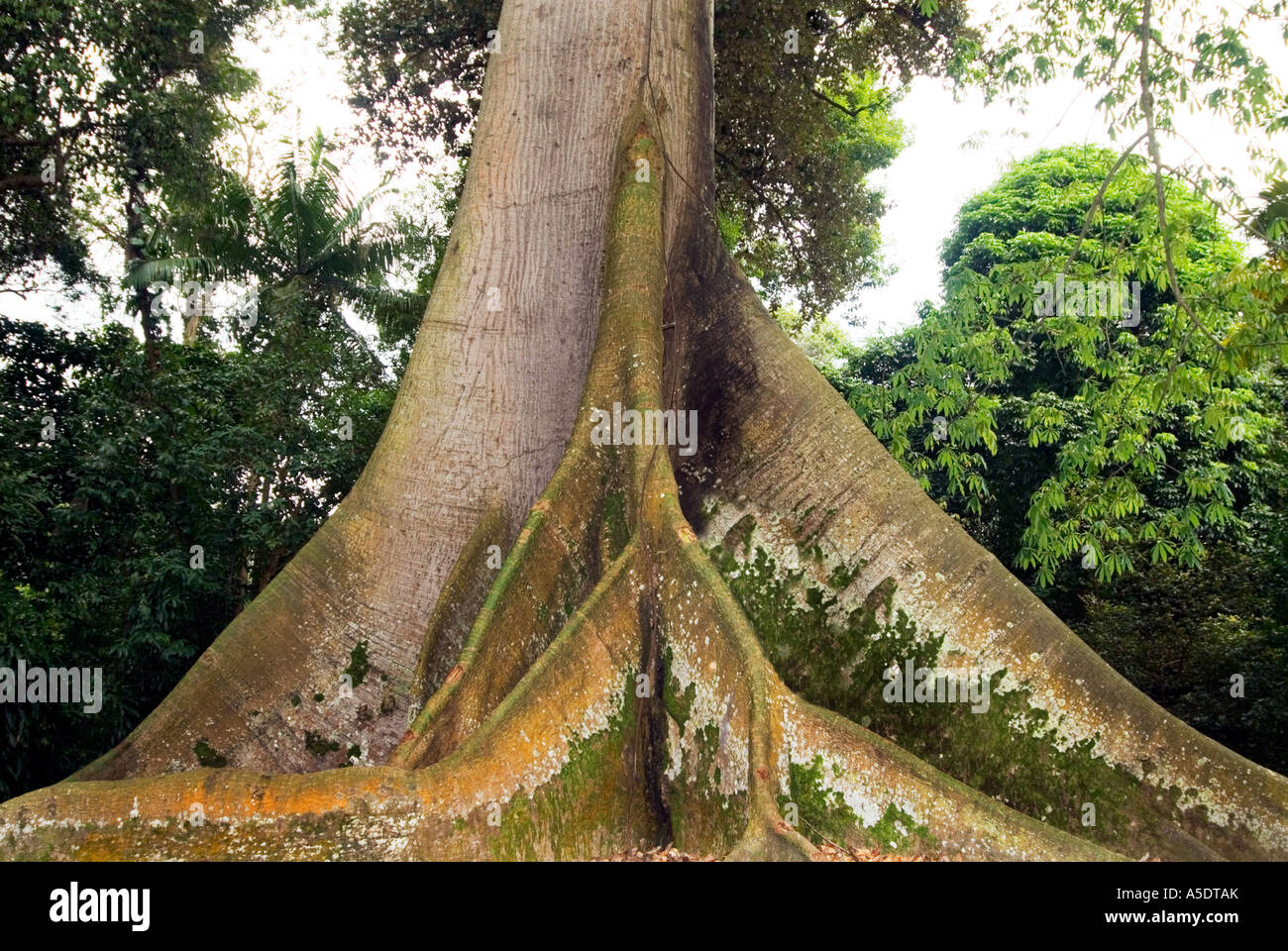 Ceiba Pentandra Kapokier arbre majestueux arbres géants dAsie racines  RAINFOREST PRÉSERVER Photo Stock - Alamy