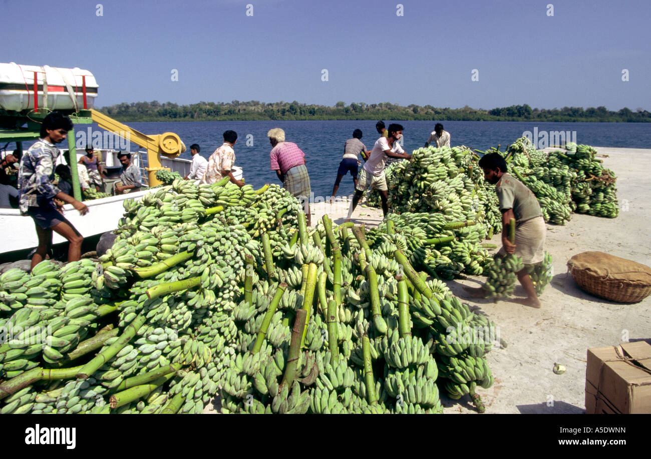 L'Inde Iles Andaman Havelock Vijayanagar village numéro un chargement d'aliments les bananes sur ferry Banque D'Images