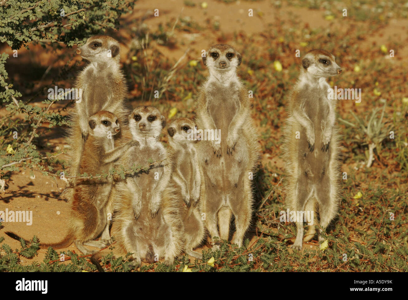 À queue fine, suricate (Suricata suricatta) suricates, pèlerin de la famille suricate sun, Afrique du Sud, Northern Cape, Kalahari, Kgal Banque D'Images