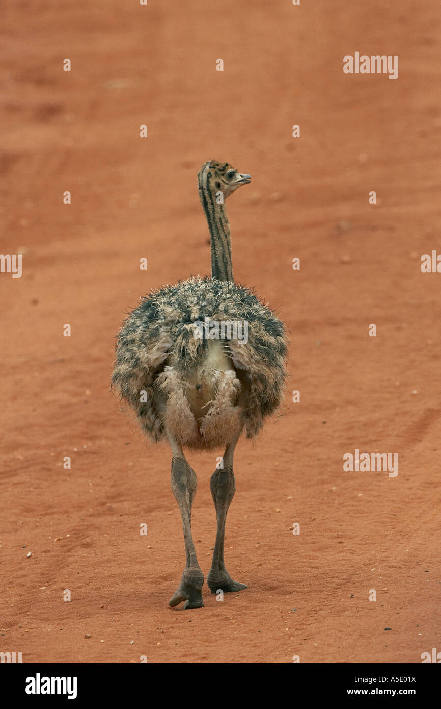 Autruche (Struthio camelus), jeune animal, au Kenya, le parc national de Tsavo Ouest Banque D'Images