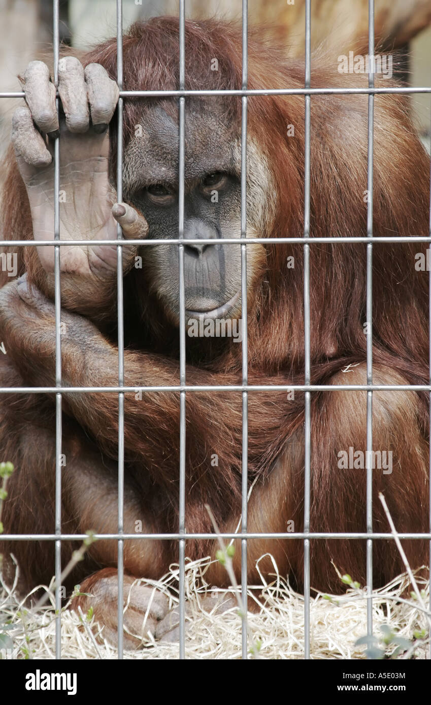 Orang-outan, l'orang-outan, l'orang-outang (Pongo pygmaeus), à la recherche, de l'Allemagne Banque D'Images