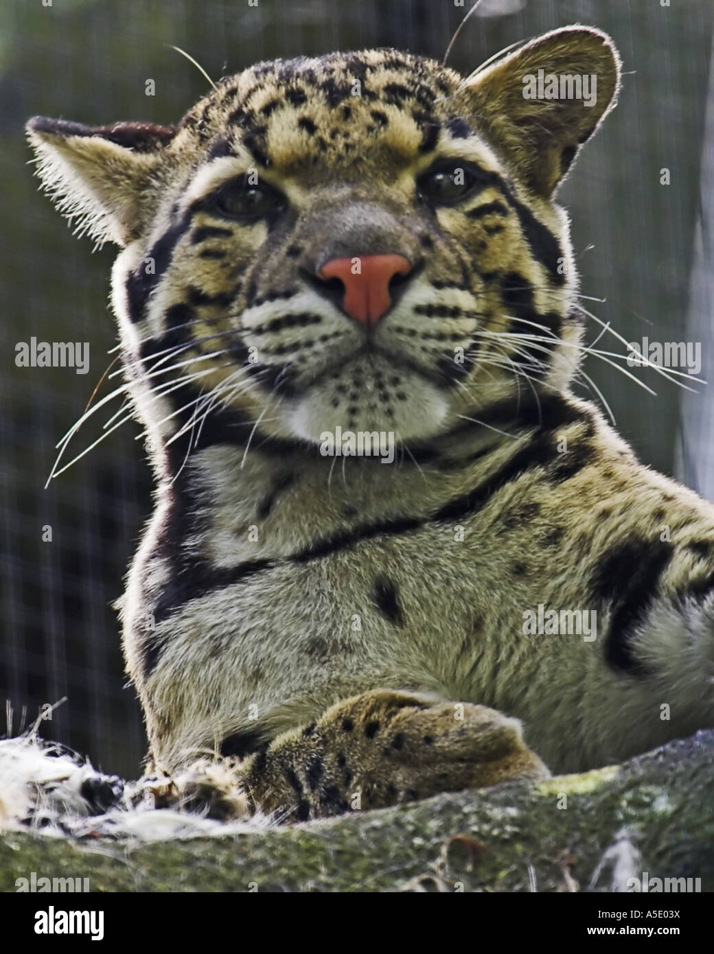 La panthère nébuleuse (Neofelis nebulosa), à la recherche, Zoo Gehege Banque D'Images