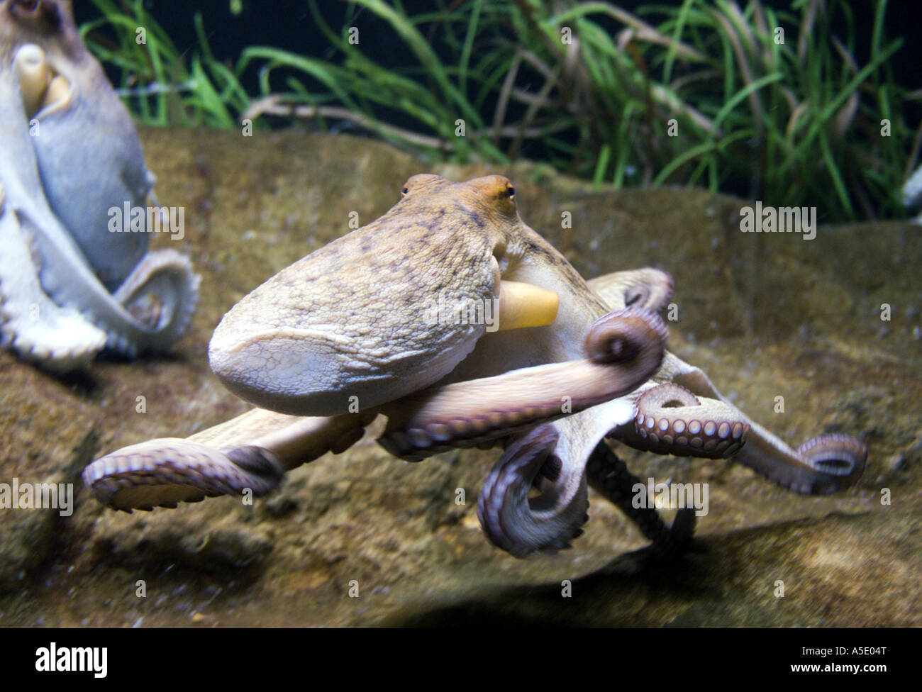 Poulpe commun, Octopus, Atlantique commun européen commun poulpe (Octopus vulgaris), natation, Ozeanarium Banque D'Images