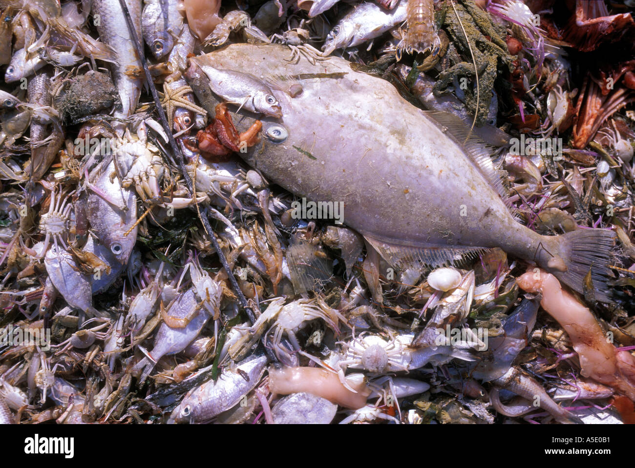 Prises accessoires morts à la suite de la pêche commerciale de la crevette Banque D'Images