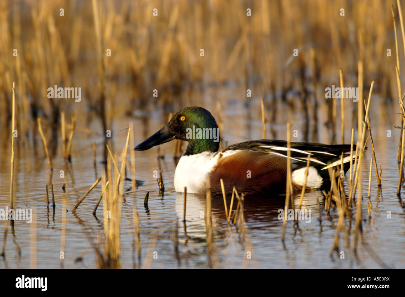 Le Canard souchet (Anas clypeata), Drake Banque D'Images