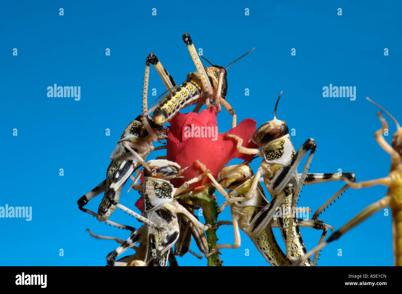 L'Afrique de l'essaim d'Yeberha Anbeta du criquet pèlerin Schistocerca gregaria subadulte sauterelle mange une rose rouge rouge symbolique symbole blu Banque D'Images