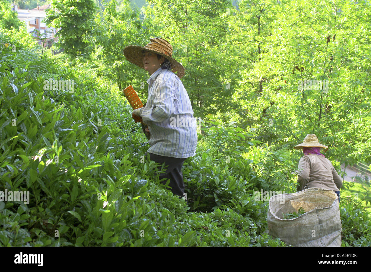 Usine de thé (Camellia sinensis, Thea sinensis, Camellia sinensis var. assamica, Thea assamica), l'ensileuse au travail, la Turquie, Schwar Banque D'Images