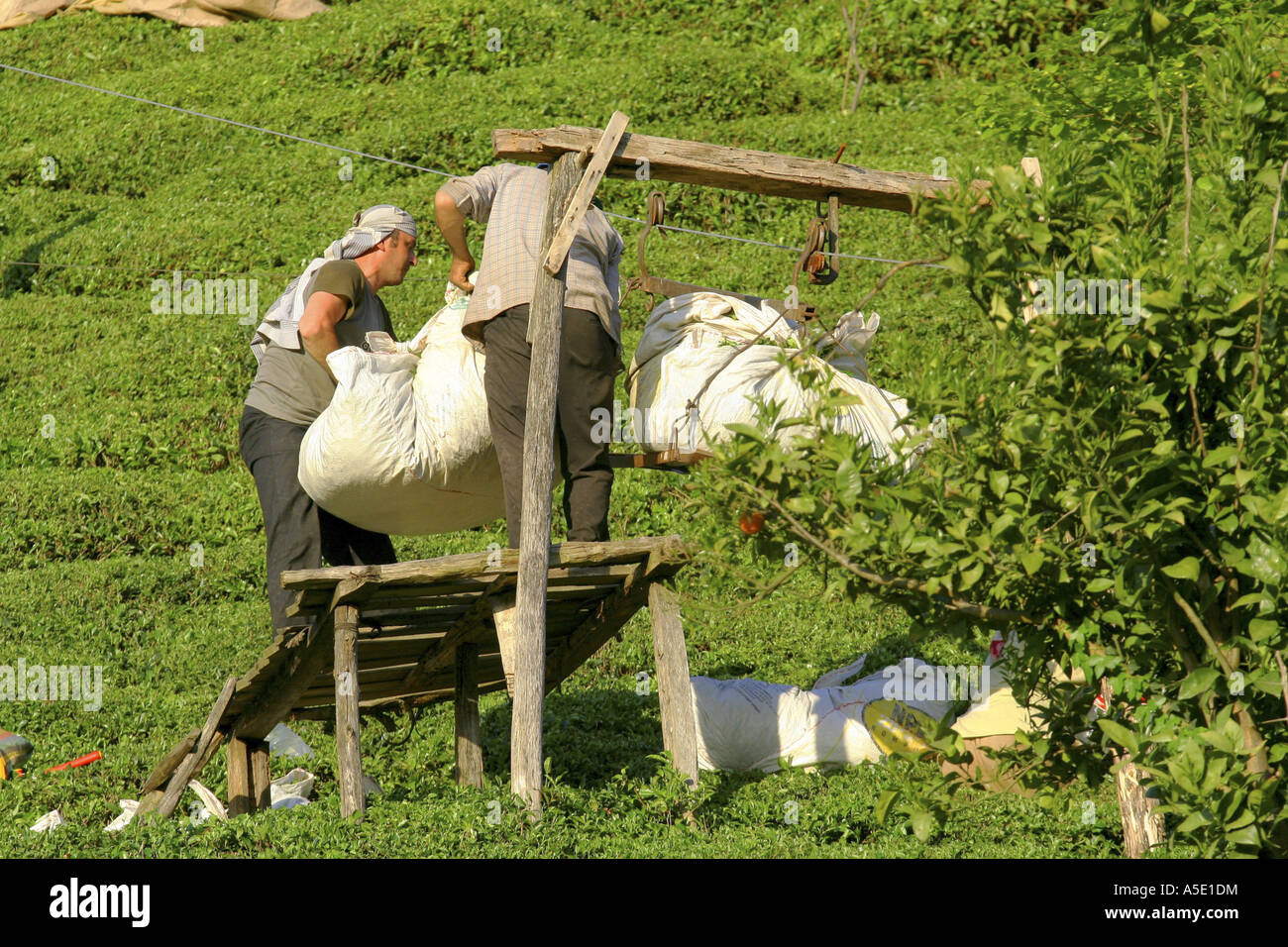 Usine de thé (Camellia sinensis, Thea sinensis, Camellia sinensis var. assamica, Thea assamica), l'ensileuse sacs pleins de manutention Banque D'Images