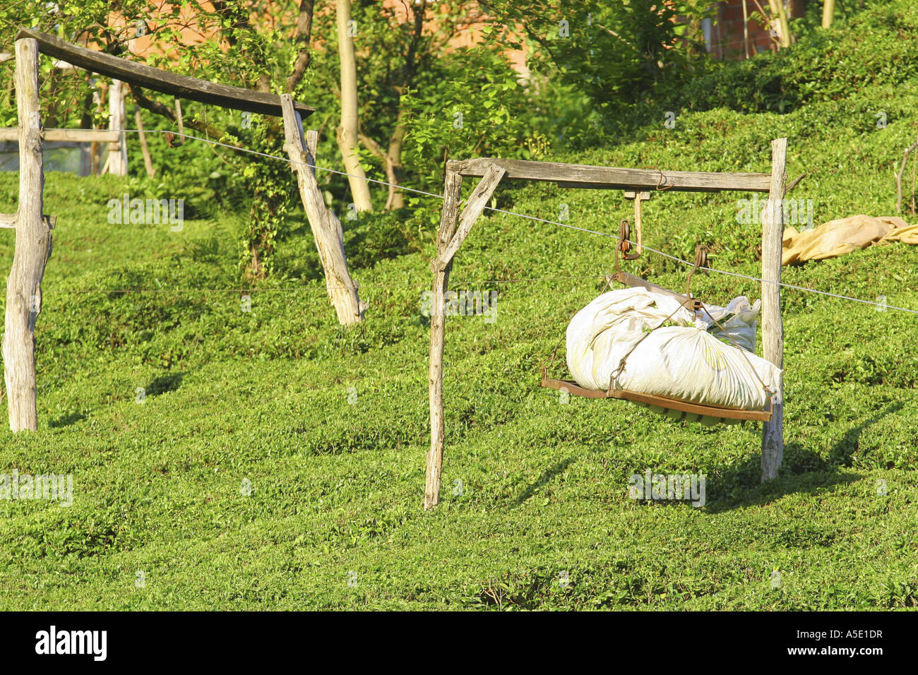 Usine de thé (Camellia sinensis, Thea sinensis, Camellia sinensis var. assamica, Thea assamica), sac avec les feuilles de thé exerçant Banque D'Images
