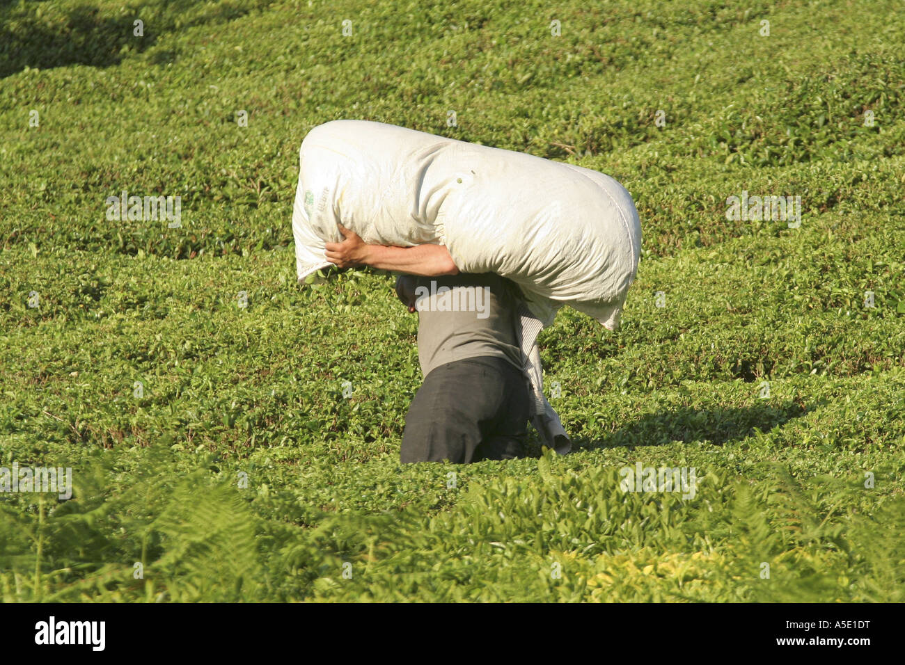 Usine de thé (Camellia sinensis, Thea sinensis, Camellia sinensis var. assamica, Thea assamica), worker carrying sack avec plateau lea Banque D'Images