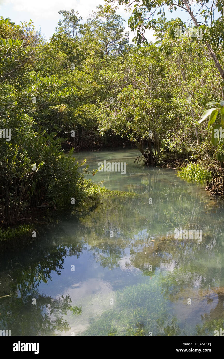 THA Pom Khlong Song Nam mangrove forêt tropicale dans la province de Krabi Sud de la Thaïlande - flore et faune Banque D'Images
