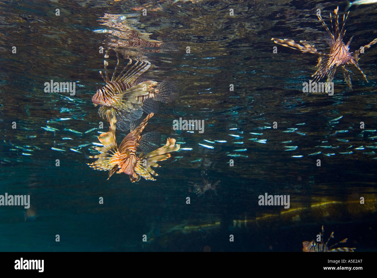 2 poisson PTEROIS VOLITANS redfire firefish poisson lion lion dans turkeyfish paysage récifs coralliens de la baie de Naama HADABA Sharm El Sheikh Égypte Banque D'Images