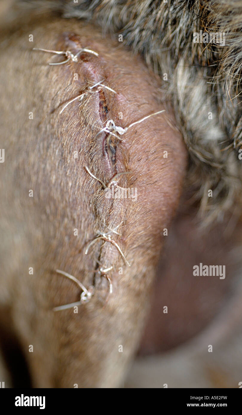 Close up de blessure suturée sur un chien pris 7 jours après la chirurgie de réparation du ligament croisé au Royaume-Uni en novembre 2006. Banque D'Images