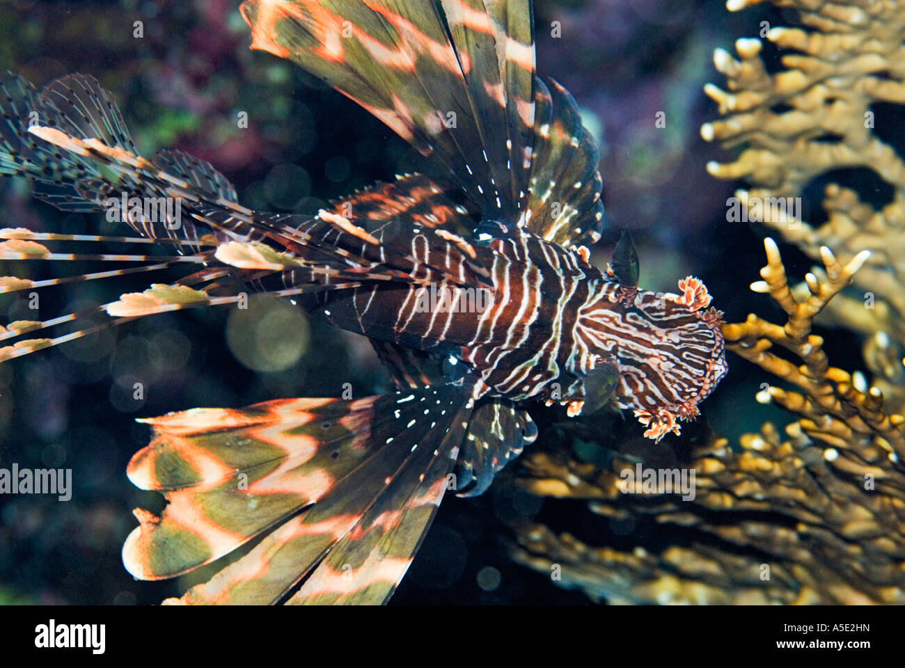 Poisson PTEROIS VOLITANS redfire firefish poisson lion lion dans turkeyfish paysage récifs coralliens de la baie de Naama HADABA Sharm El Sheikh Égypte Banque D'Images