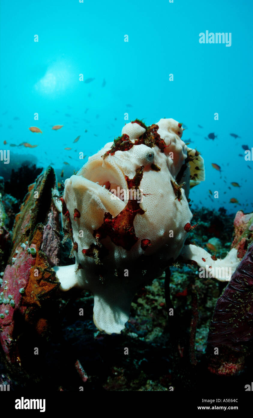 Dans les récifs coralliens, poissons grenouille Antennarius maculatus, Maldives Océan Indien Banque D'Images