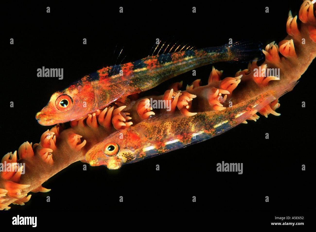 2 petit poisson coloré vivant sur un youngei Bryaninops, corail Banque D'Images