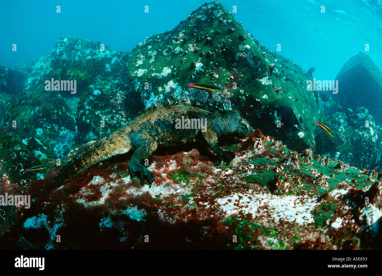 Iguane marin se nourrissant d'algues dans l'eau, l'Amblyrhynchus cristatus, Galapagos Banque D'Images