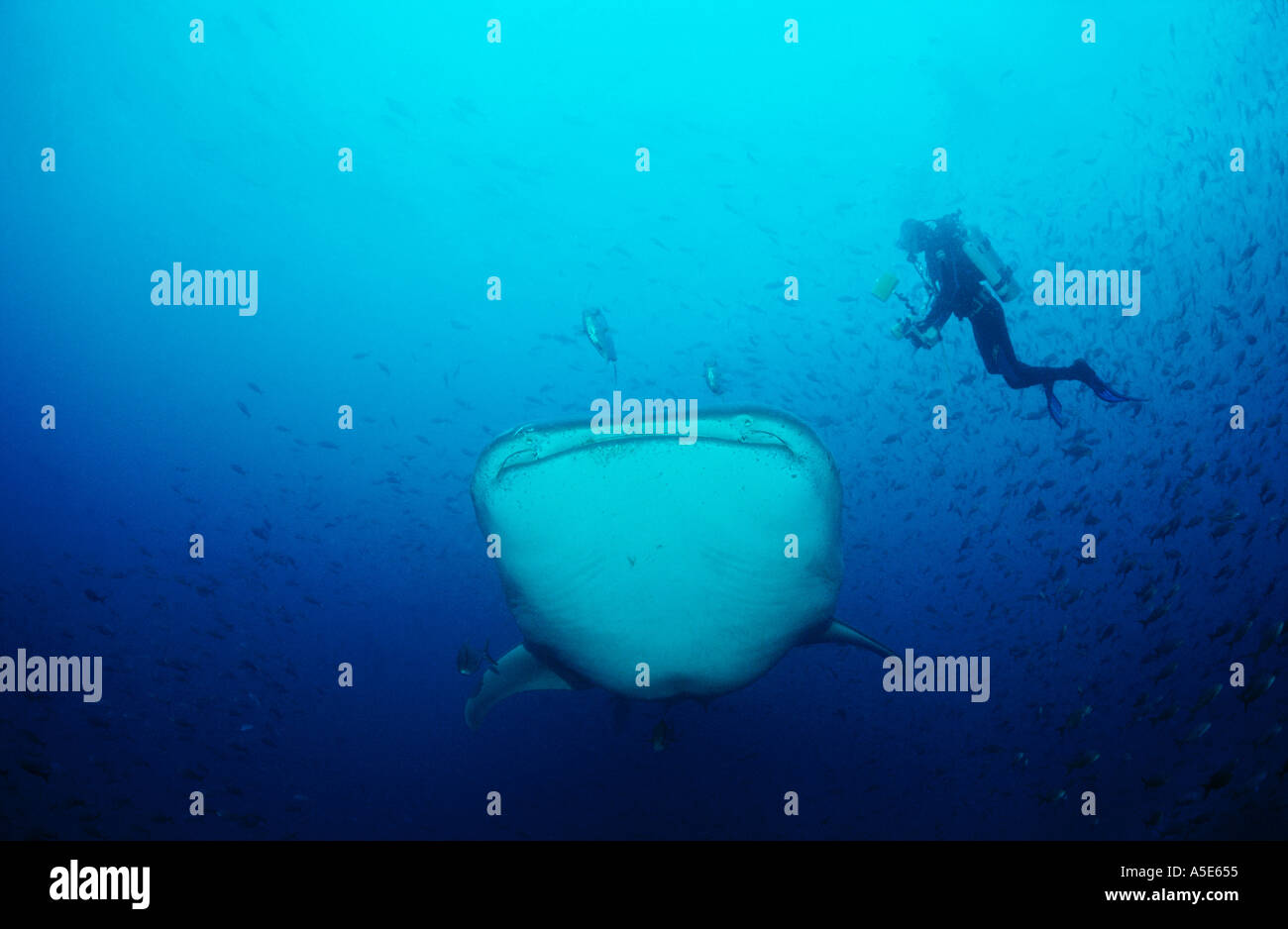 Carte Postale 3D Requin Baleine Avec Plongeur – Effet Lenticulaire Étonnant | Maldives