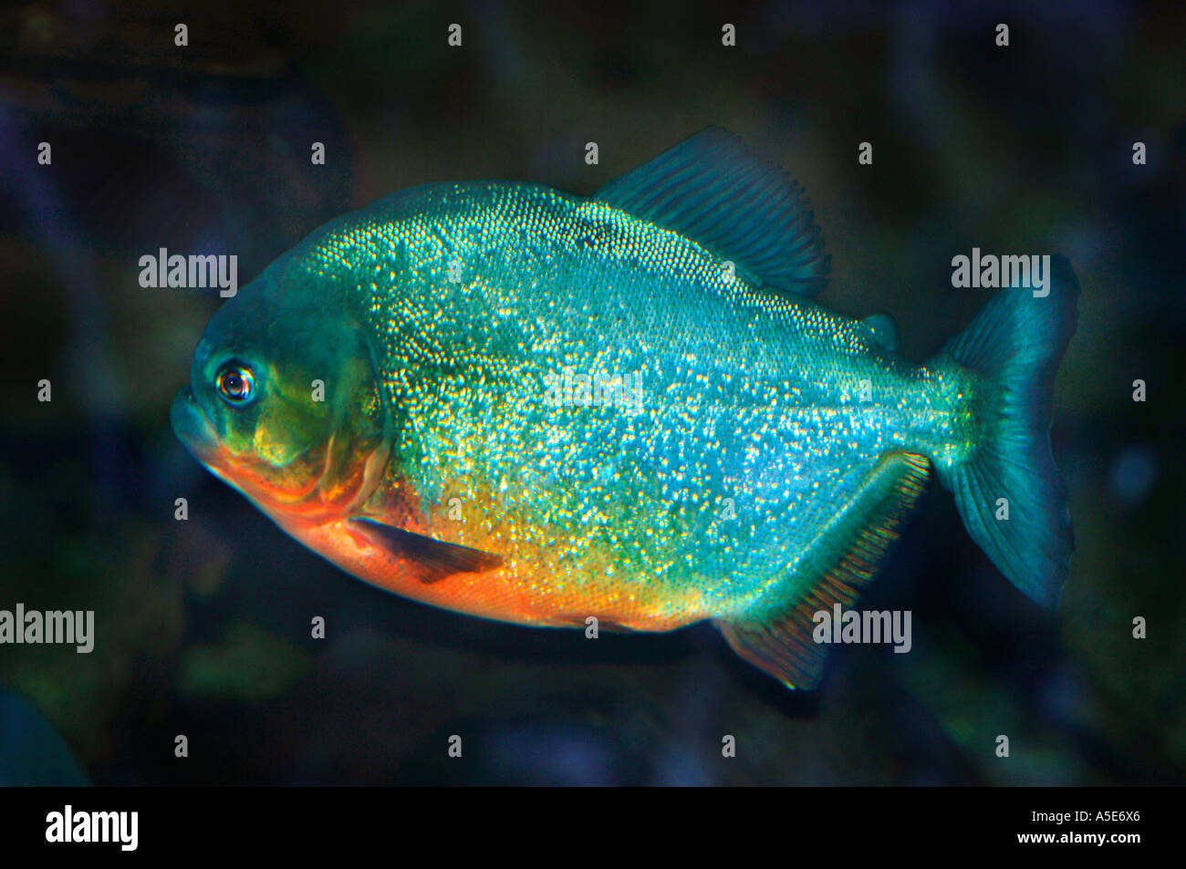 Poisson Piranha à ventre rouge (Pygocentrus nattern) Banque D'Images