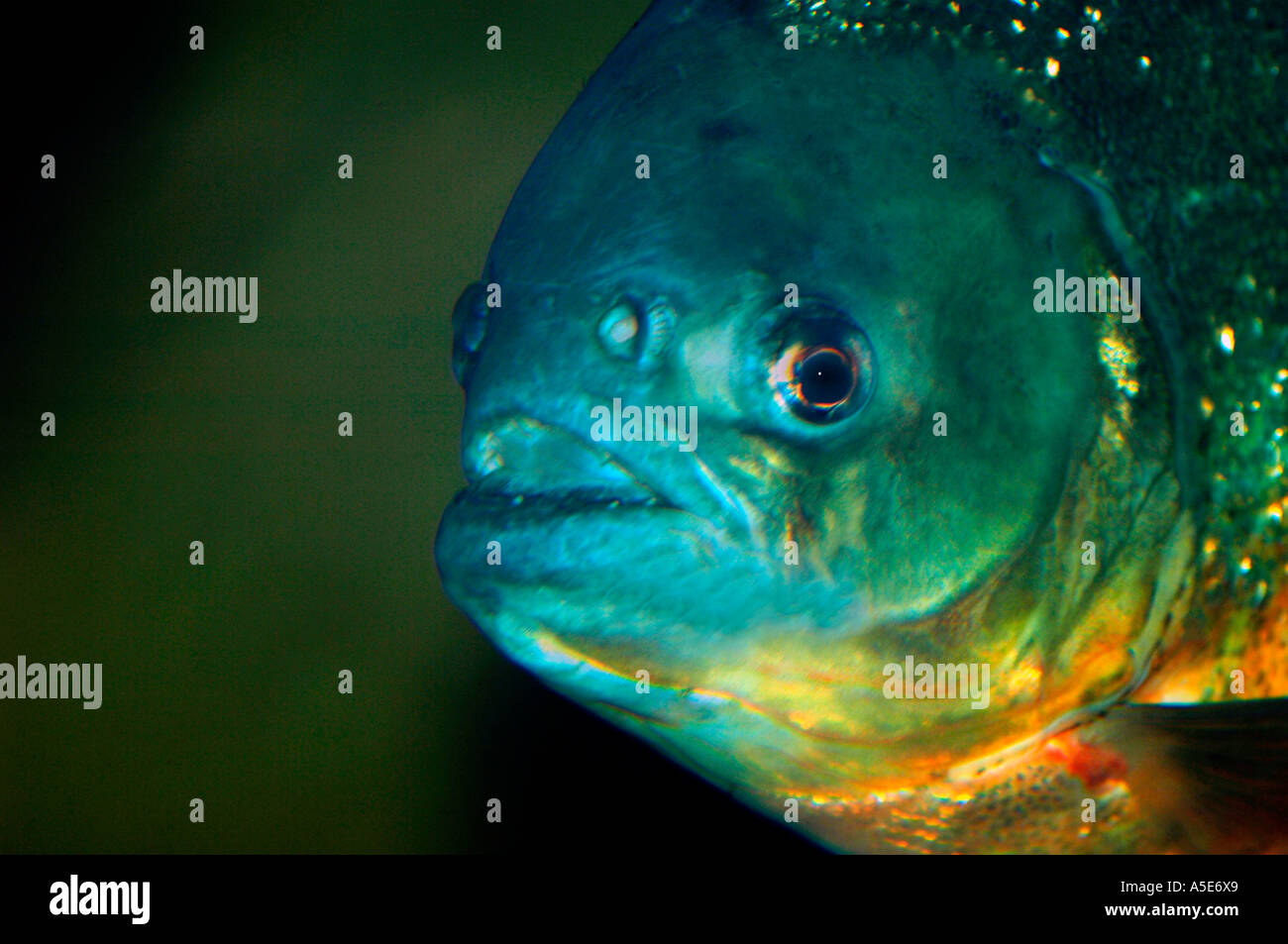 Poisson Piranha à ventre rouge (Pygocentrus nattern) Banque D'Images