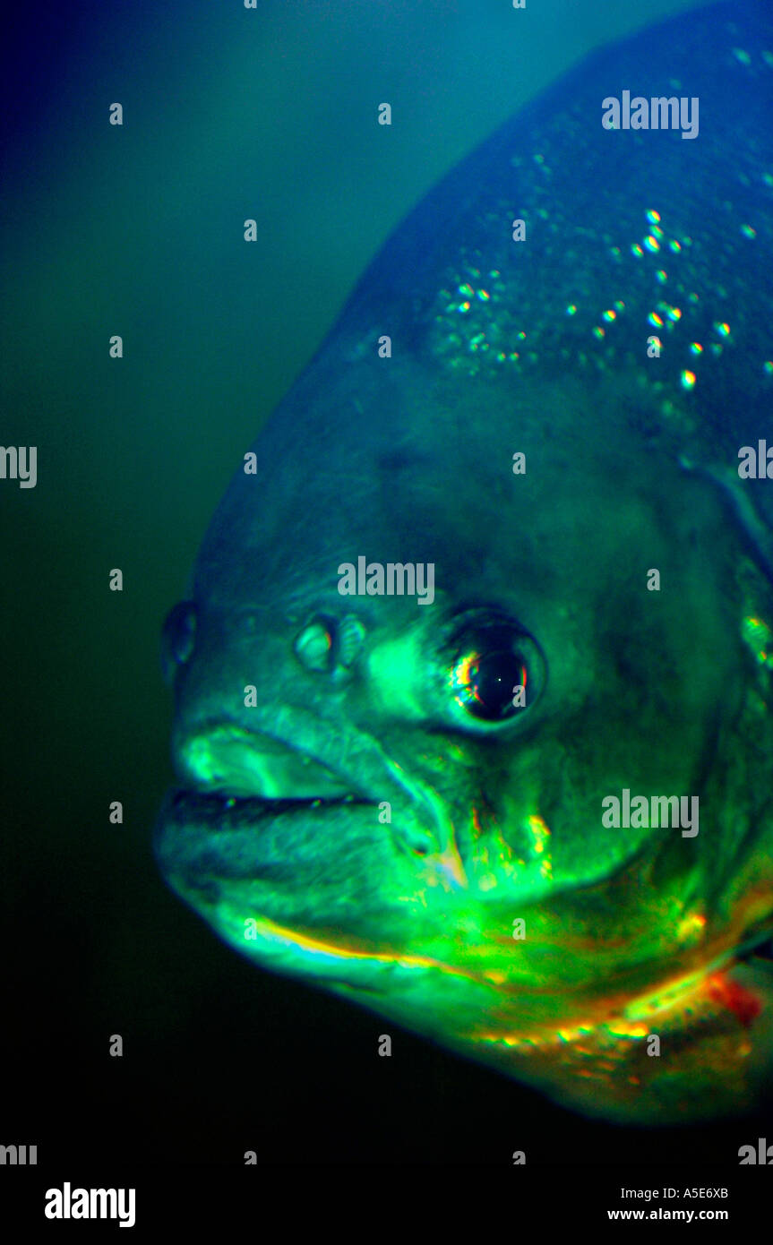 Poisson Piranha à ventre rouge (Pygocentrus nattern) Banque D'Images