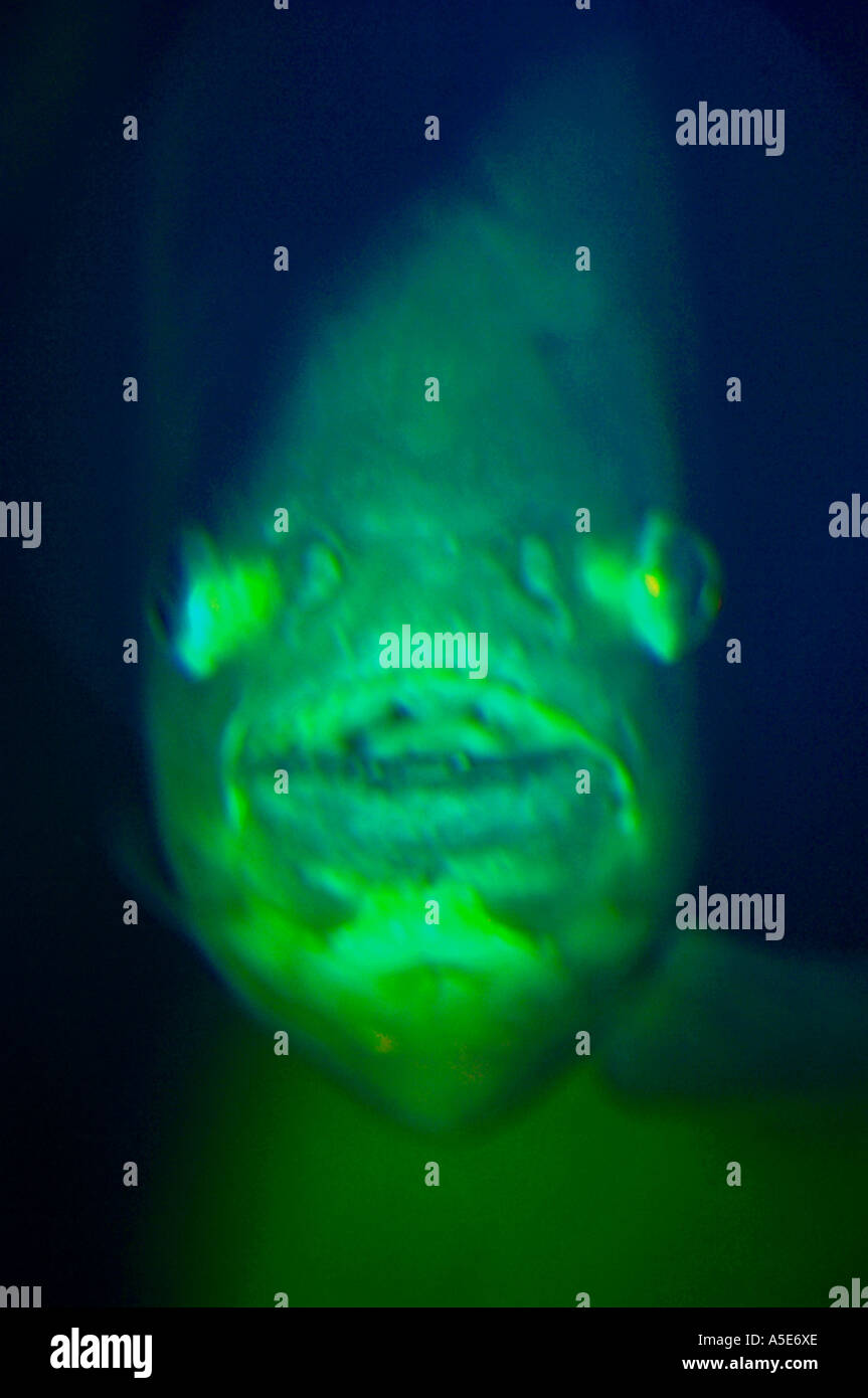 Poisson Piranha à ventre rouge (Pygocentrus nattern) Banque D'Images