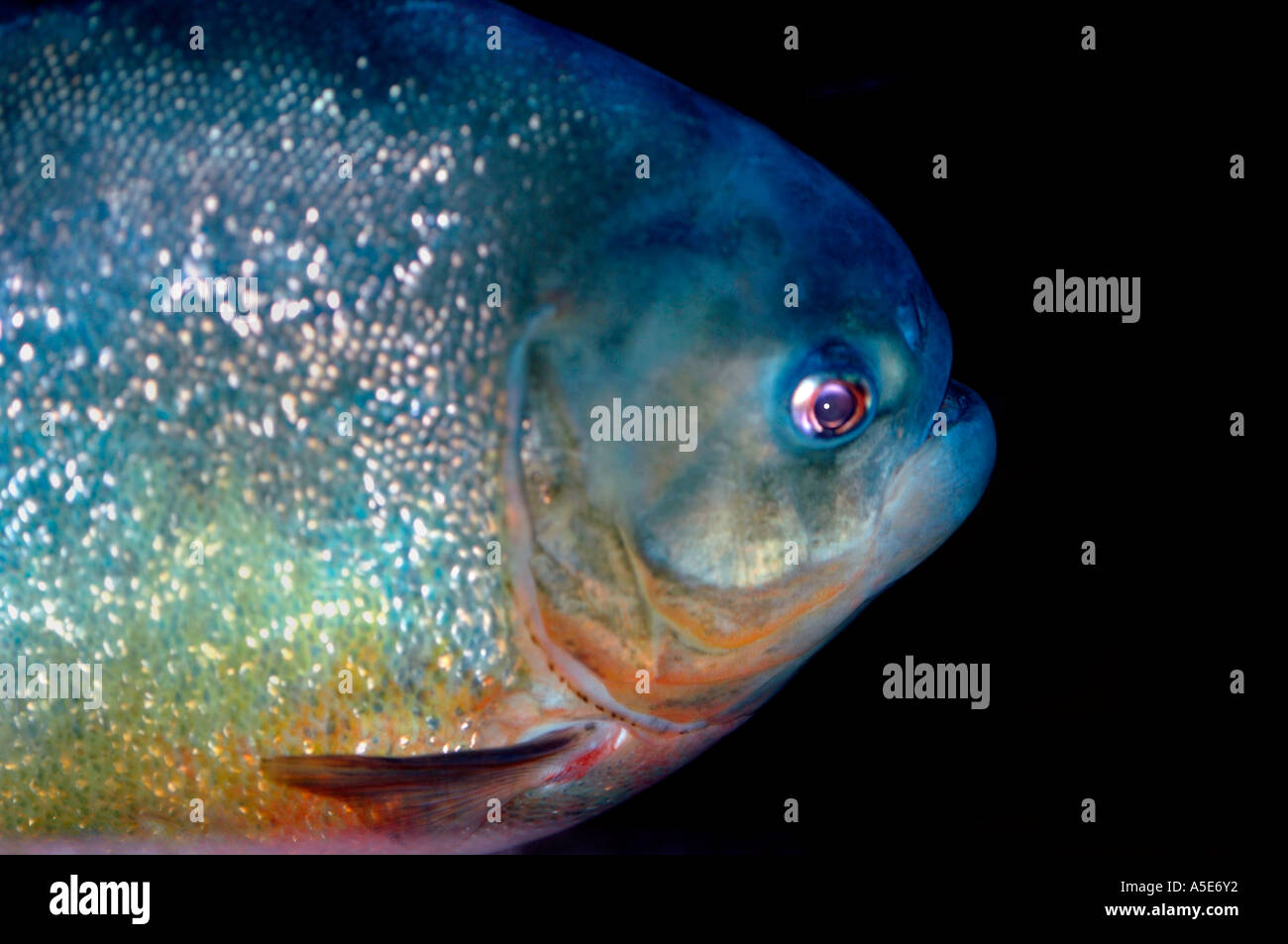 Poisson Piranha à ventre rouge (Pygocentrus nattern) Banque D'Images